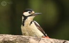 Great spotted Woodpecker (Dendrocopos major) Garry Smith